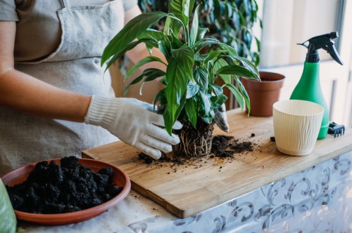 7 روش مراقبتی برای سلامت ماندن گیاهان آپارتمانی