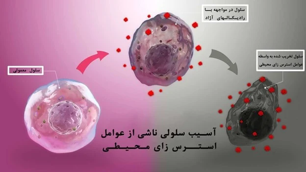 پوست پوست