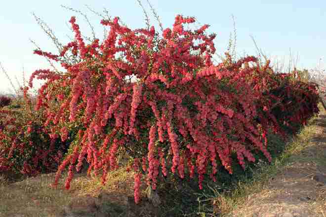 In what areas does the barberry tree grow?