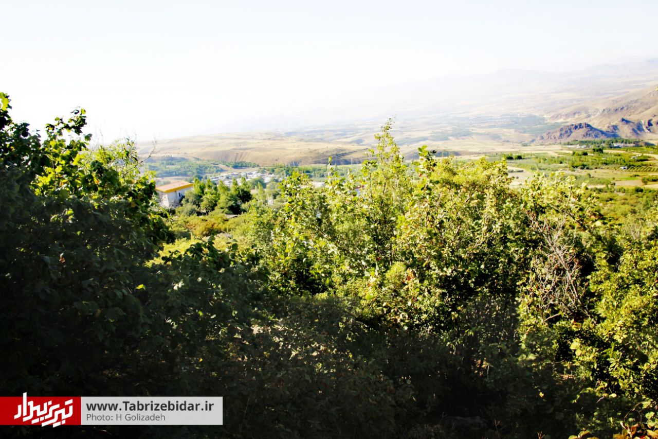 گردشگری و مهاجرت