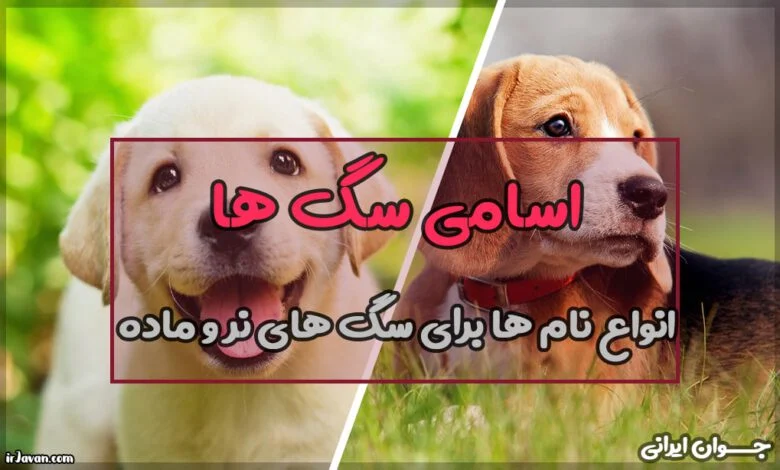 عمومی