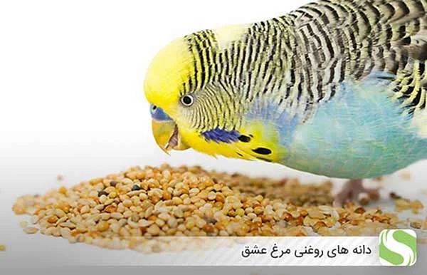 عمومی