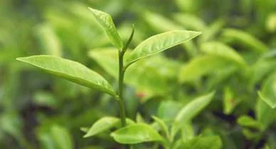 روغن روغن