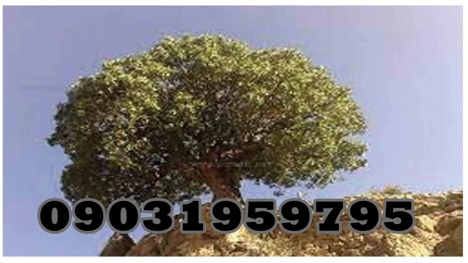 عمومی