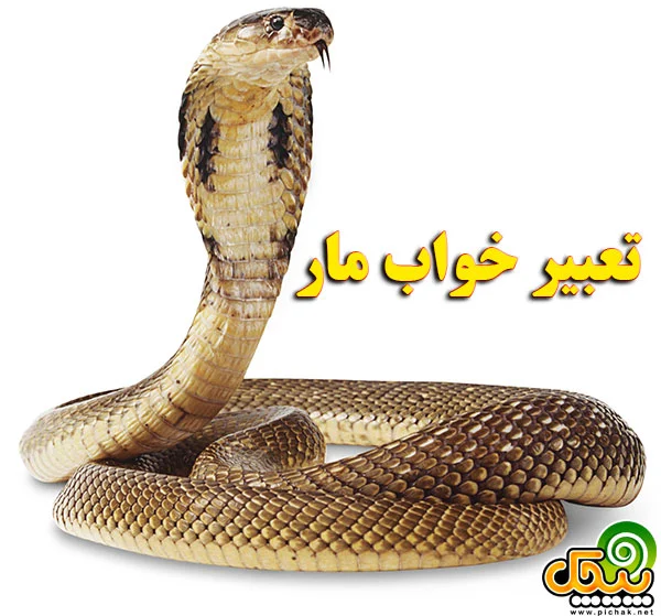 عمومی