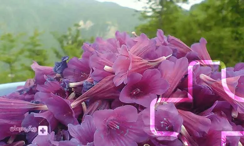 زبان