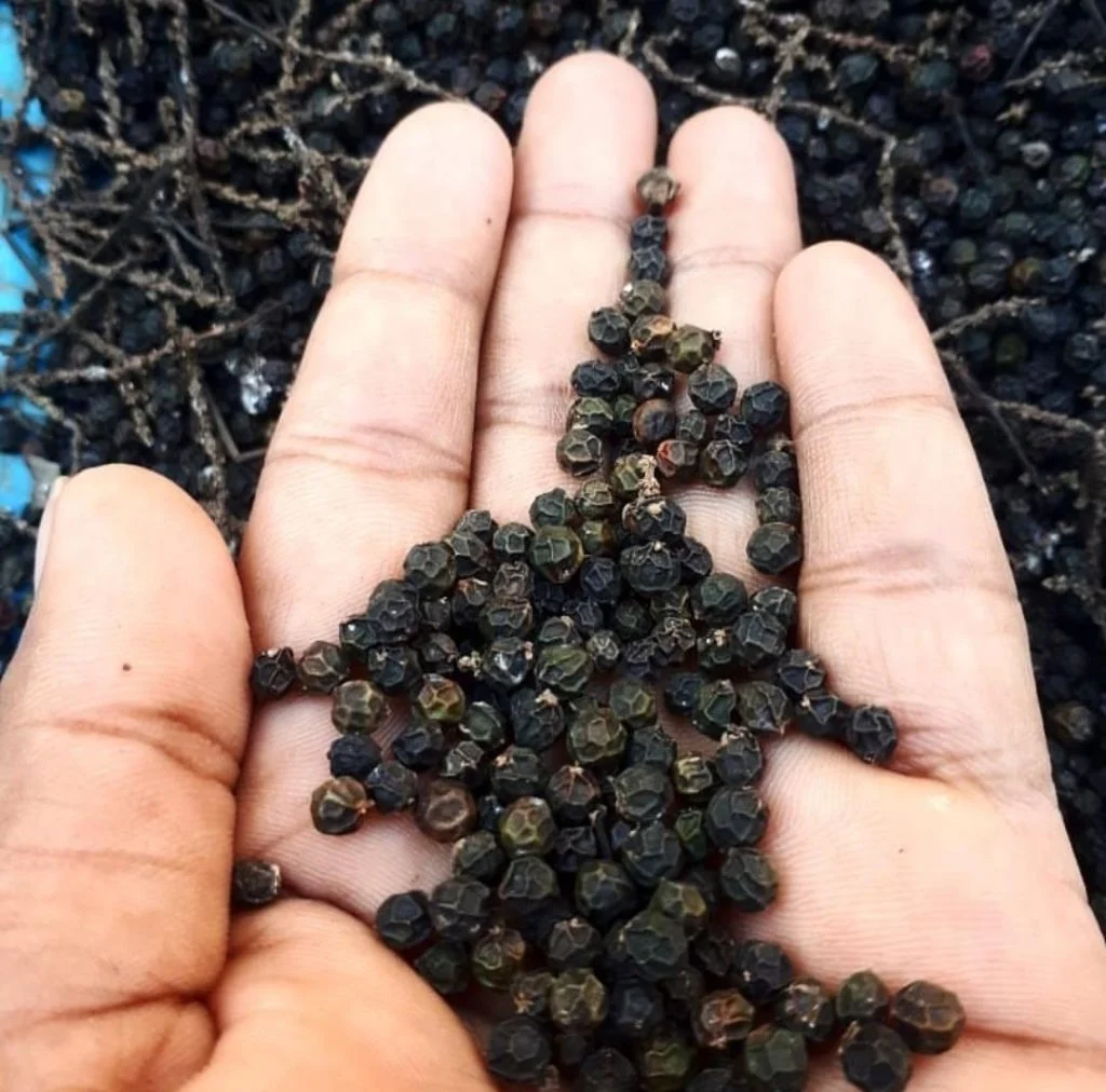 عمومی