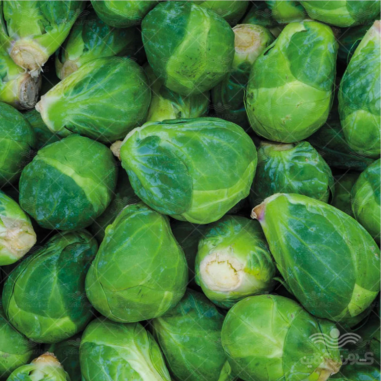 عمومی