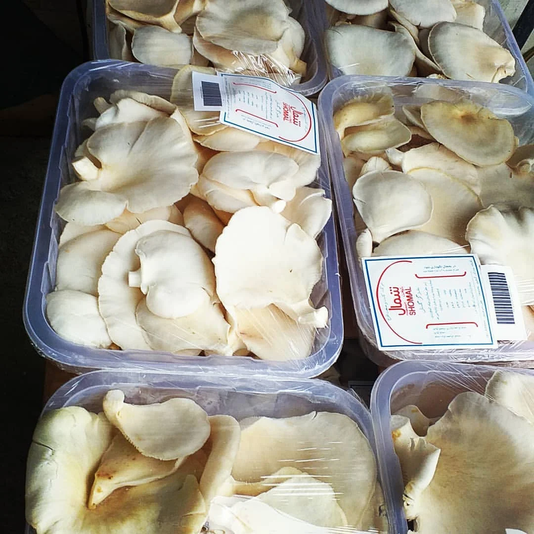 عمومی