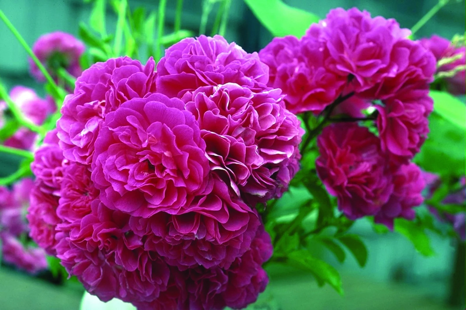 عمومی