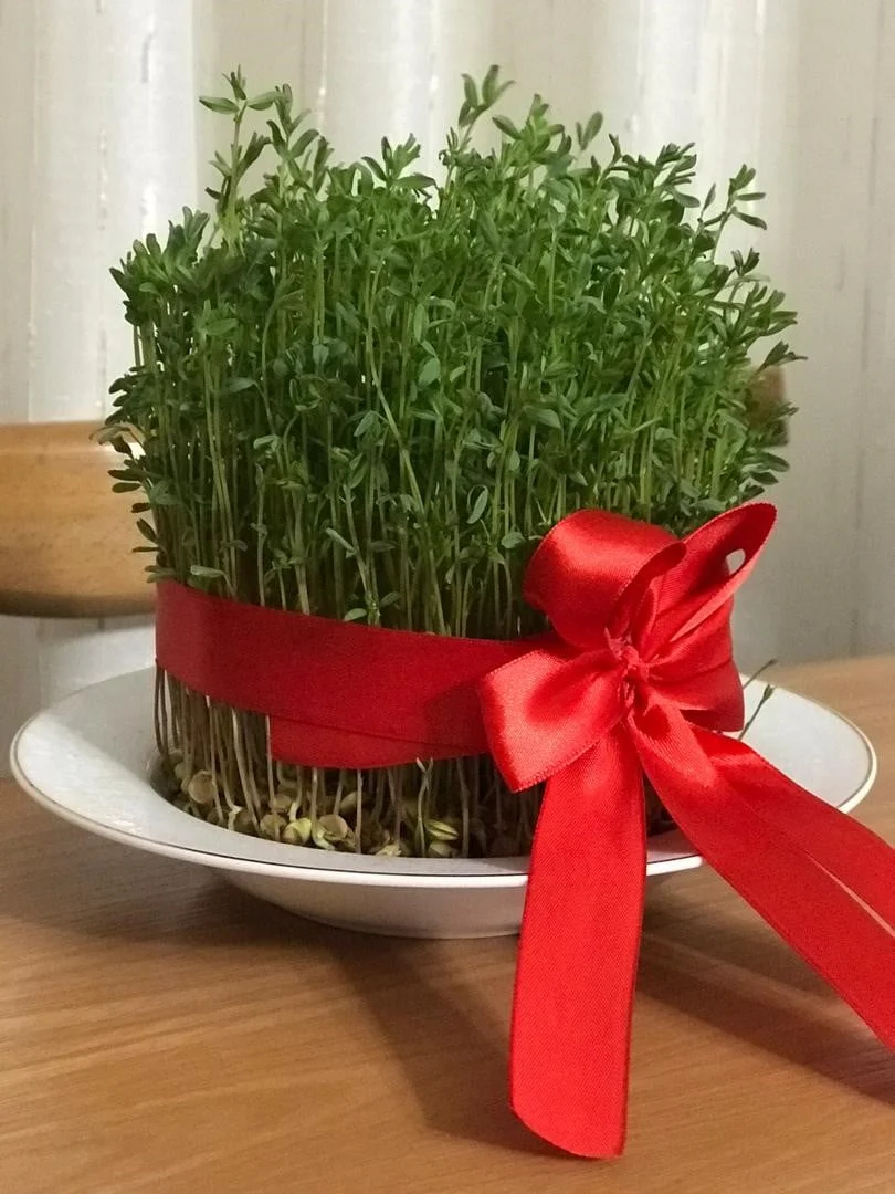 عمومی