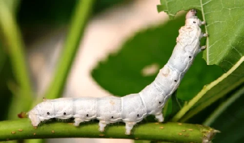 عمومی