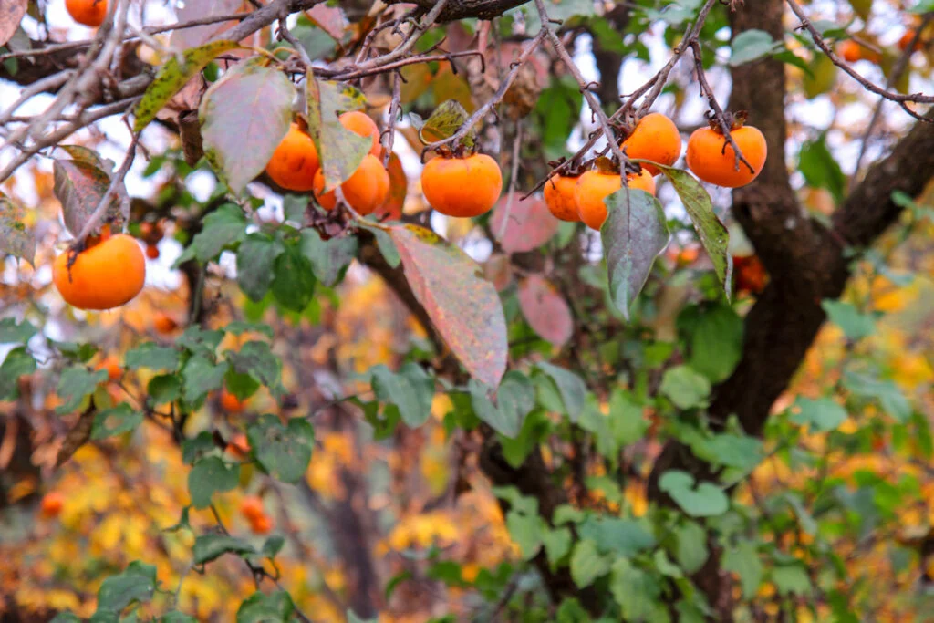 عمومی