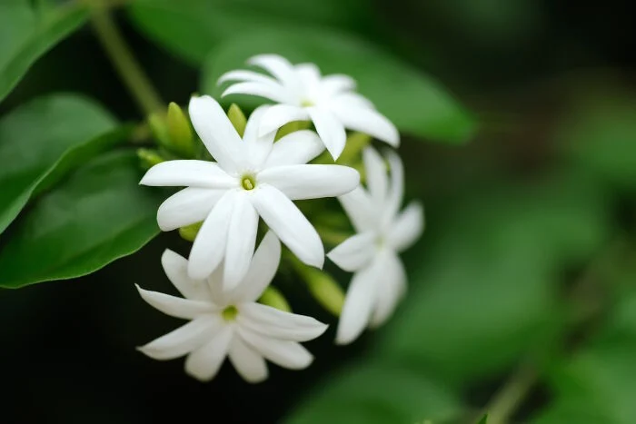 عمومی
