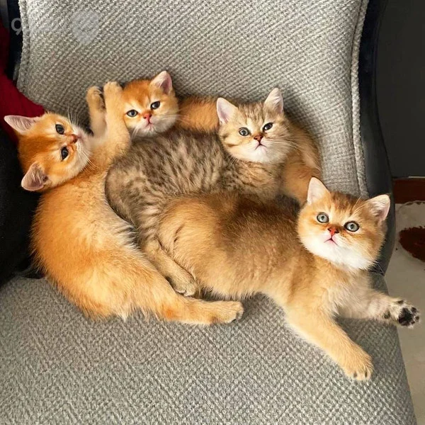 پزشک