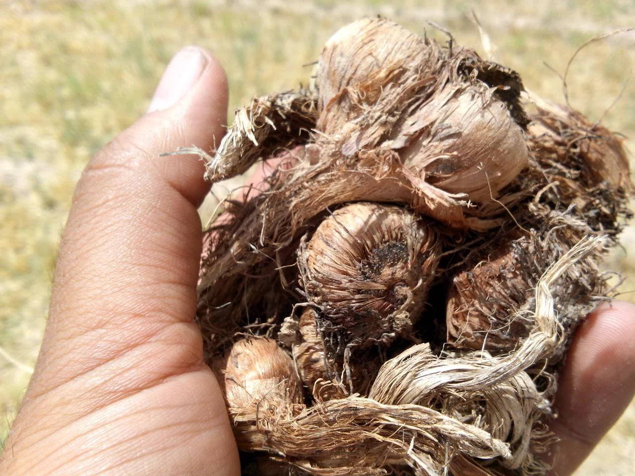 زعفران