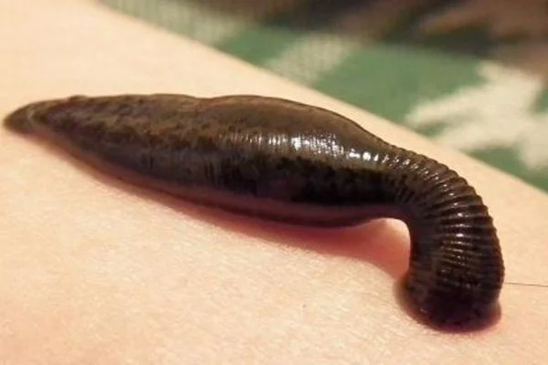خانواده